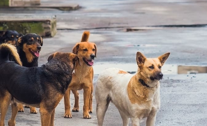 الكلاب الضالة