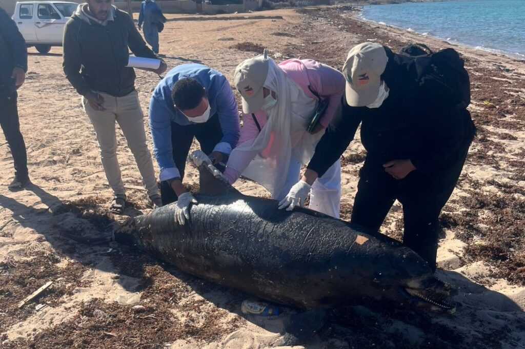 الدرفيل النافق