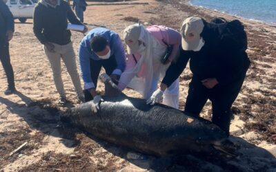 الدرفيل النافق