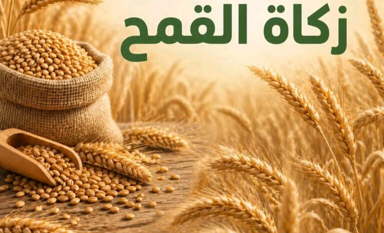 زكاة القمح