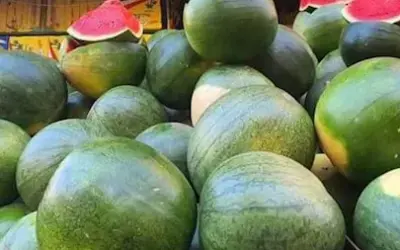 البطيخ