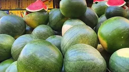 البطيخ
